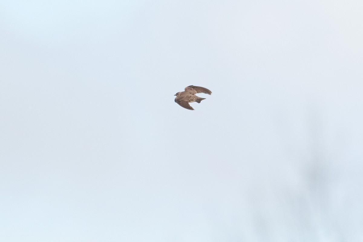 Northern Rough-winged Swallow - Patrice St-Pierre