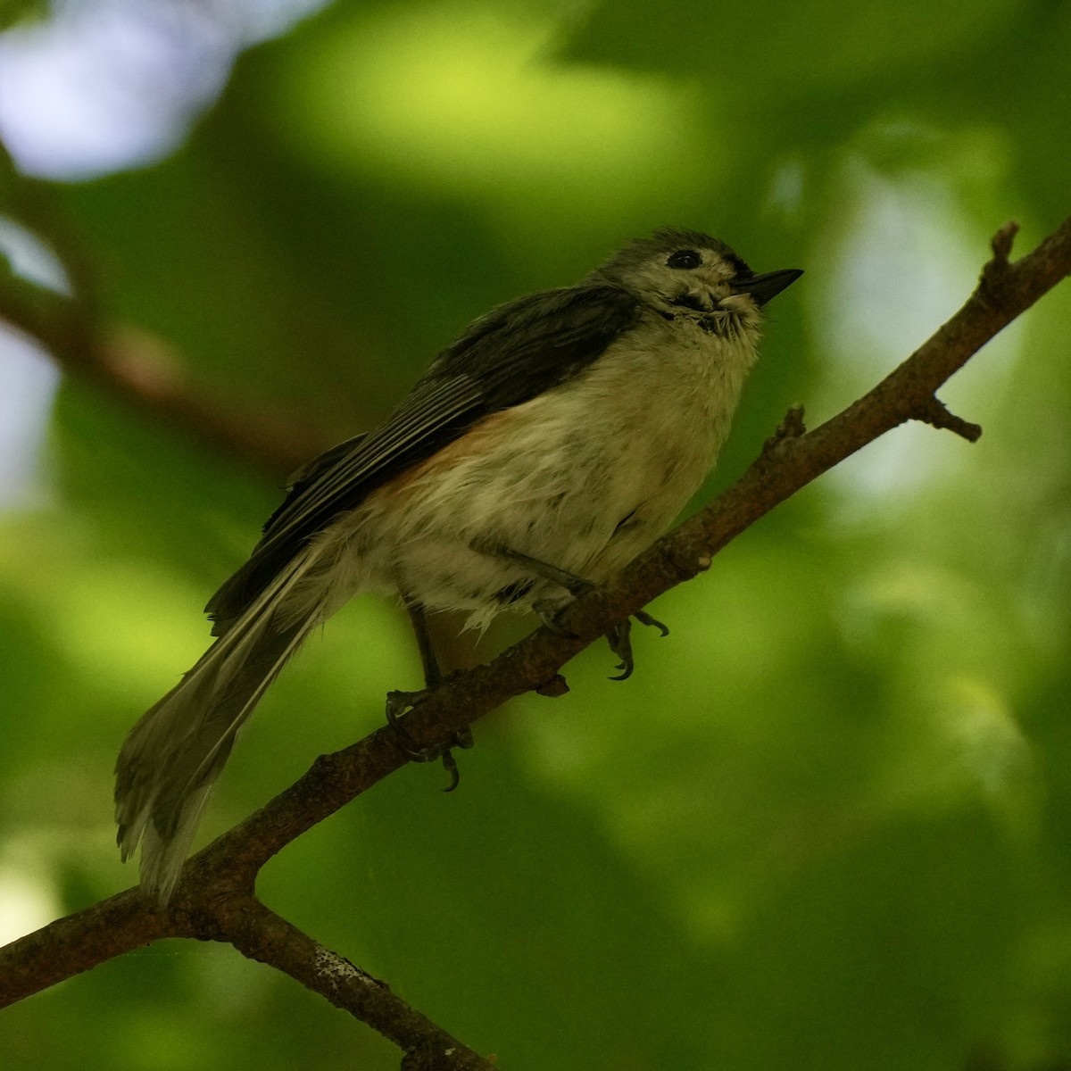 Tufted Titmouse - ML618391668