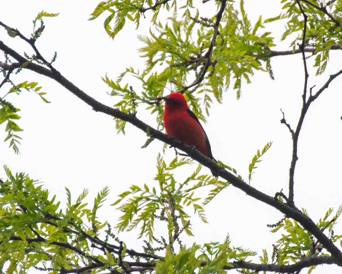 Scarlet Tanager - ML618391669