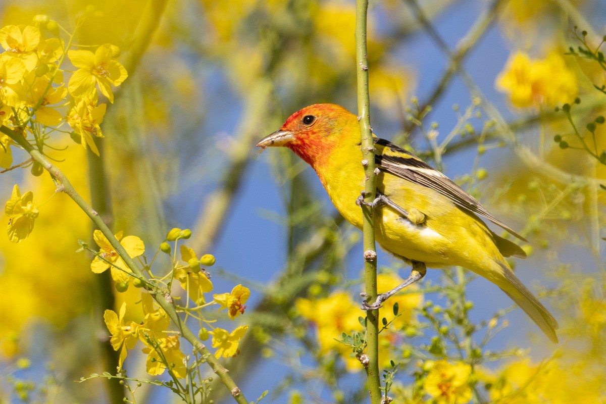 Western Tanager - Nancy Christensen