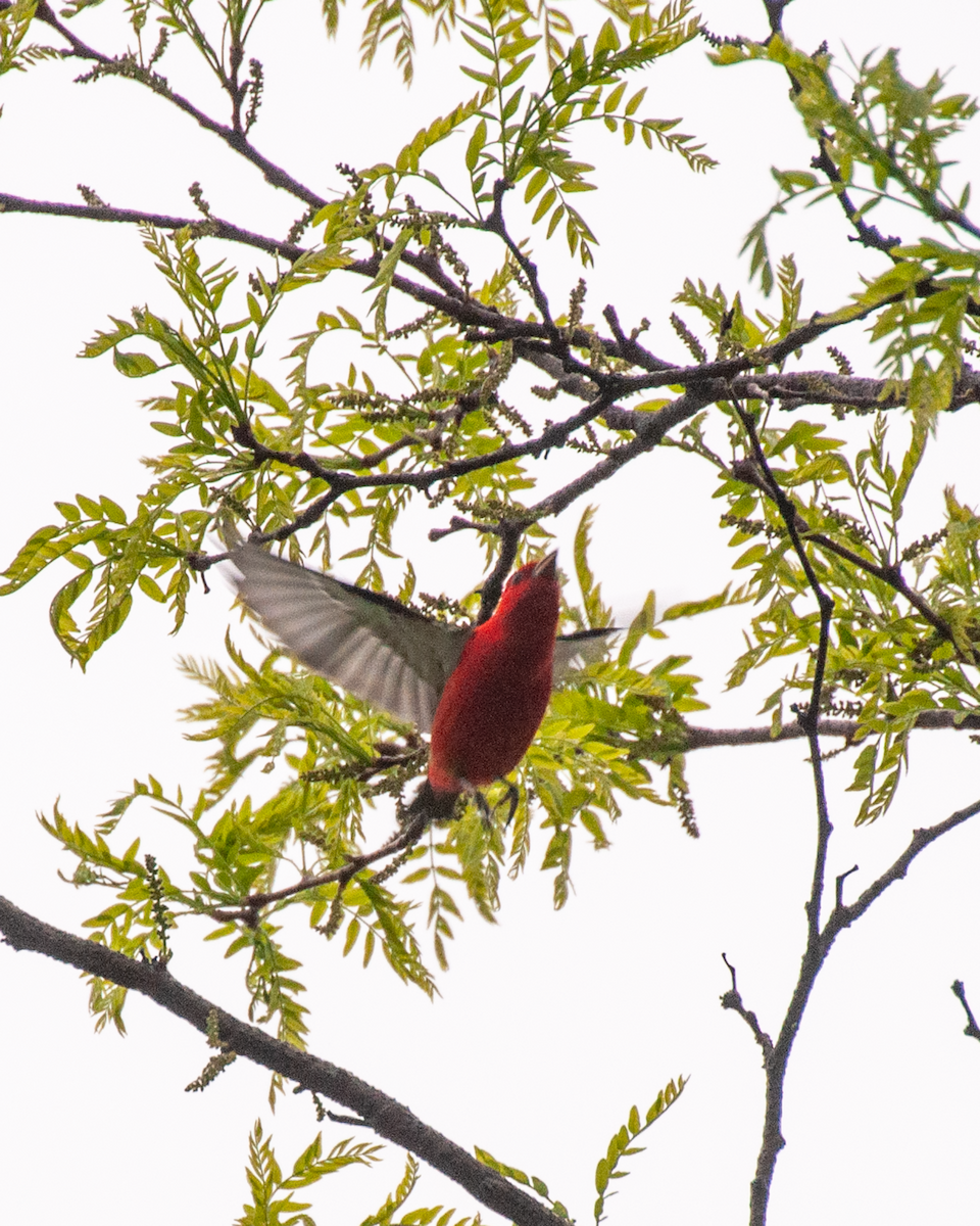 Scarlet Tanager - ML618391687