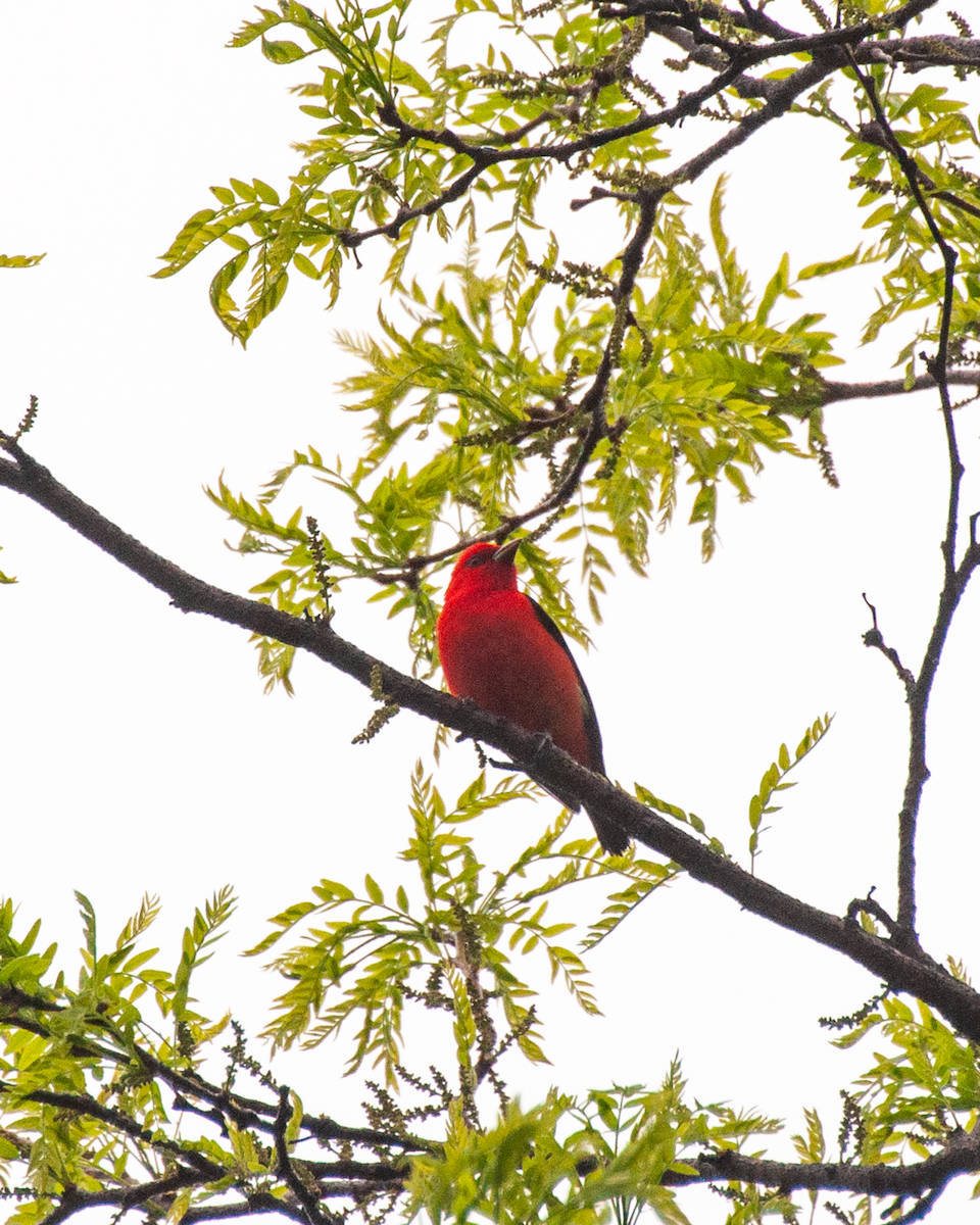 Scarlet Tanager - ML618391706