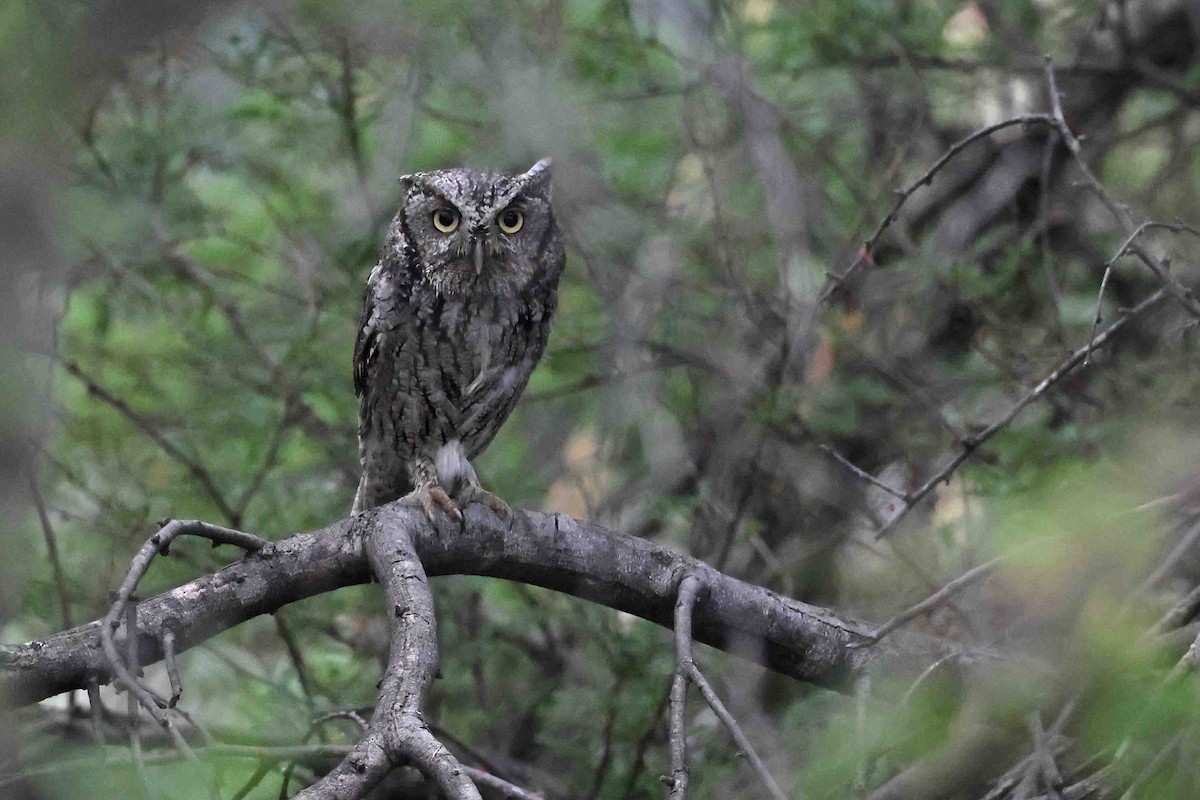 Eastern Screech-Owl - Mark W. Lockwood