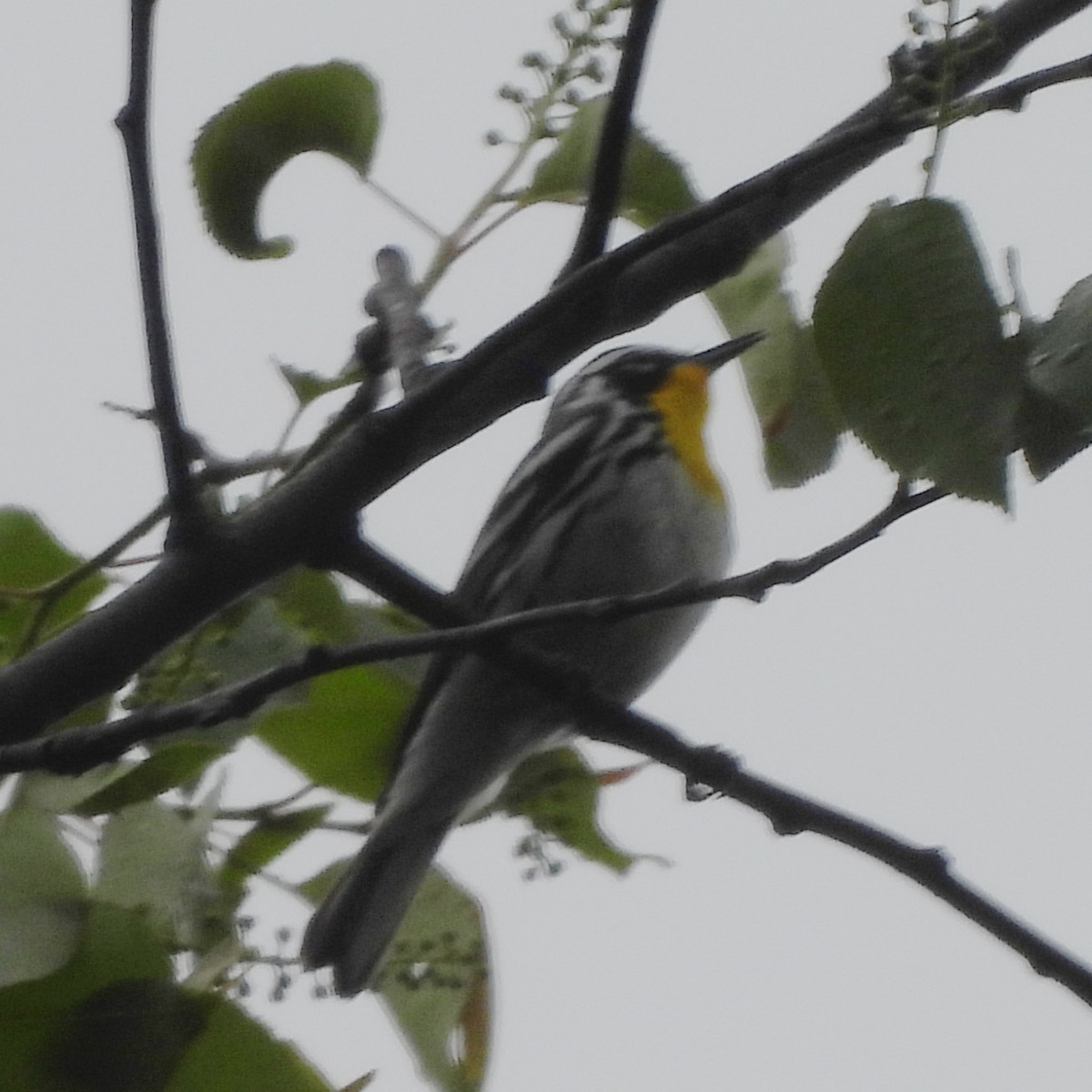 Yellow-throated Warbler - ML618391730