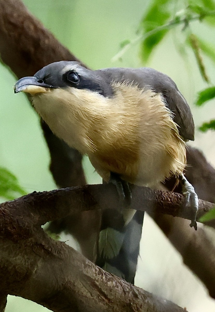 Mangrovekuckuck - ML618391731