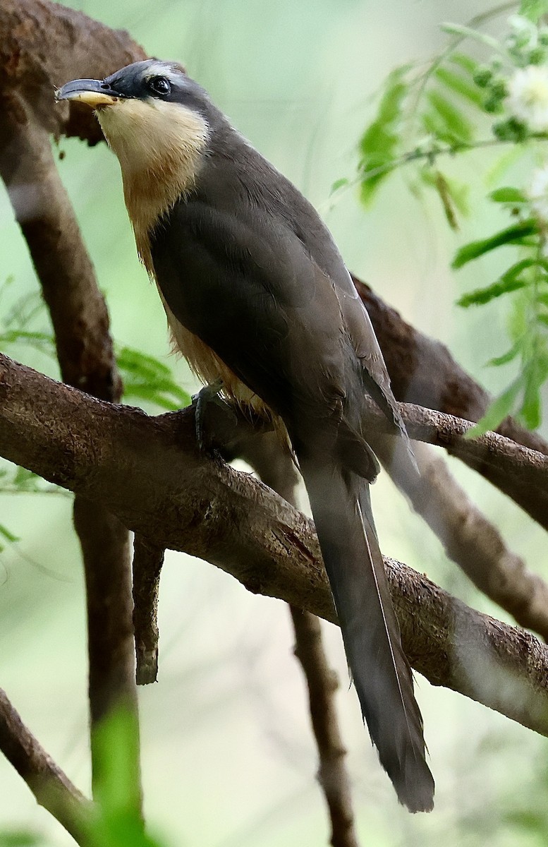 Mangrove Cuckoo - Willie Sekula