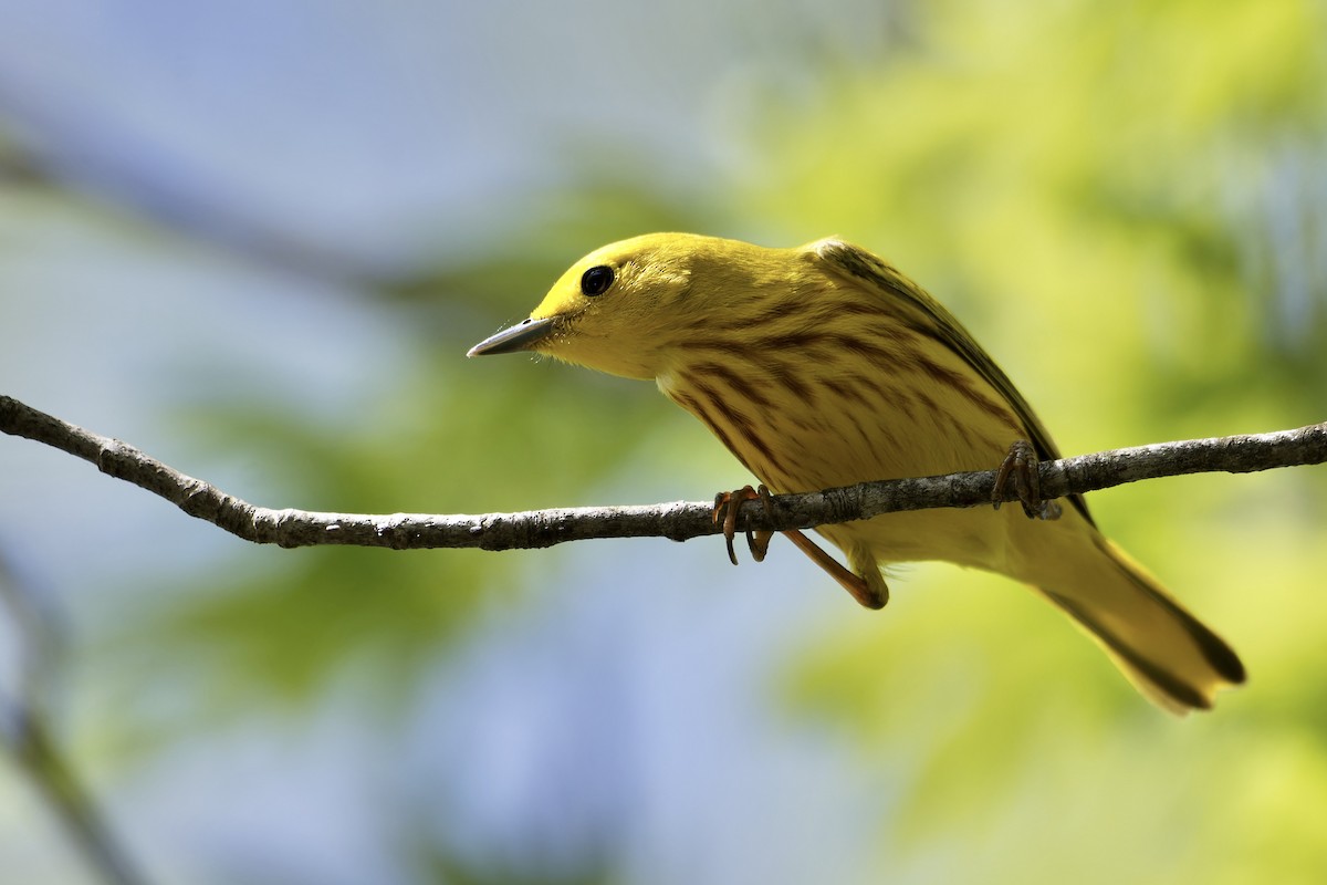 Yellow Warbler - David Mathieu