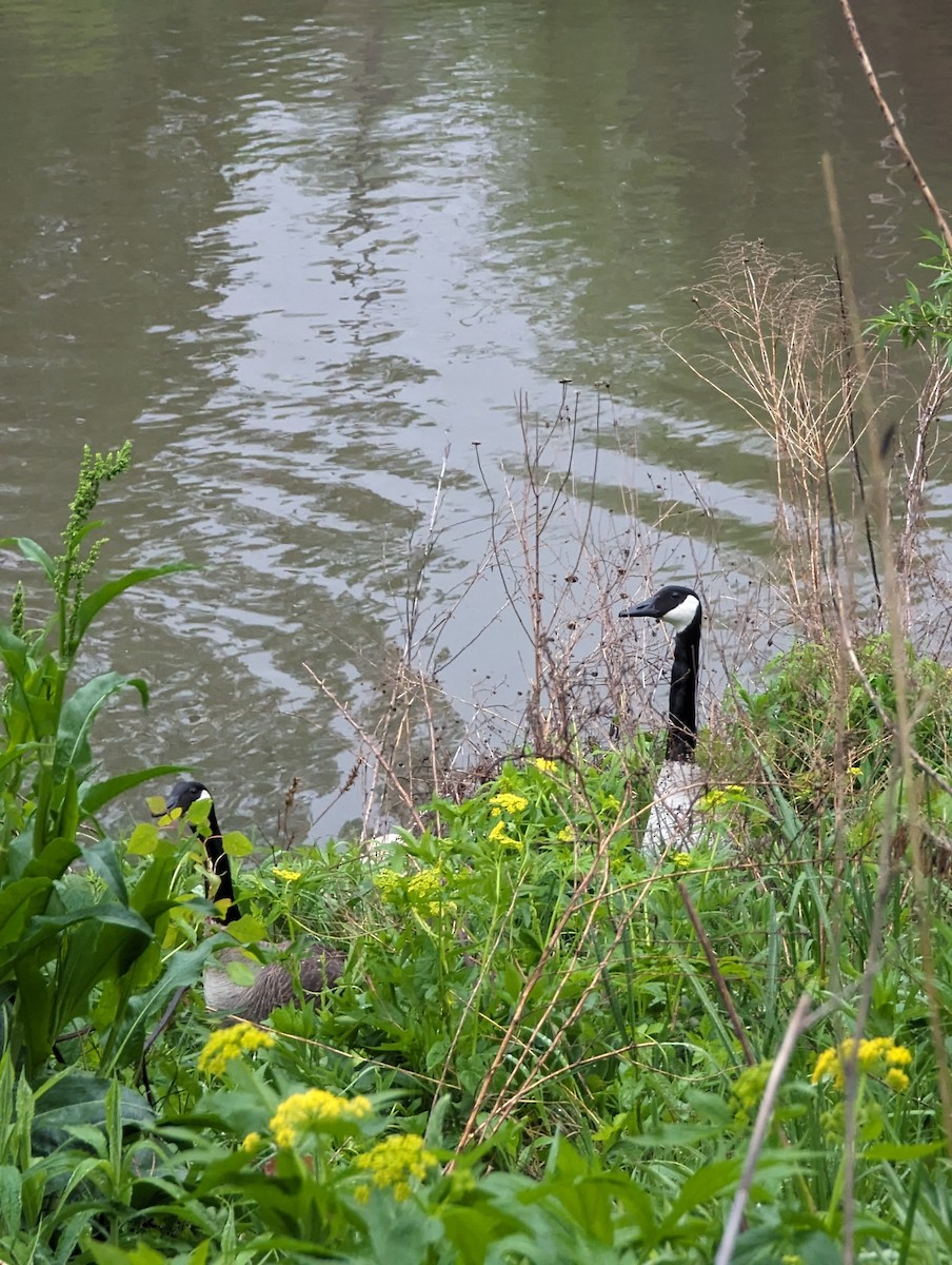 Canada Goose - ML618391744