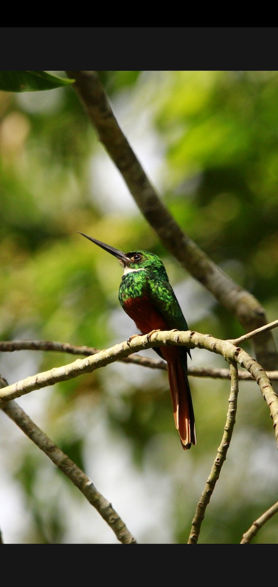 Jacamar à queue rousse - ML618391749