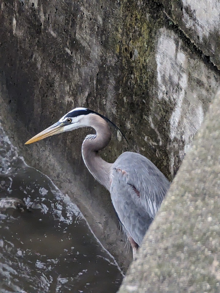 Great Blue Heron - ML618391800