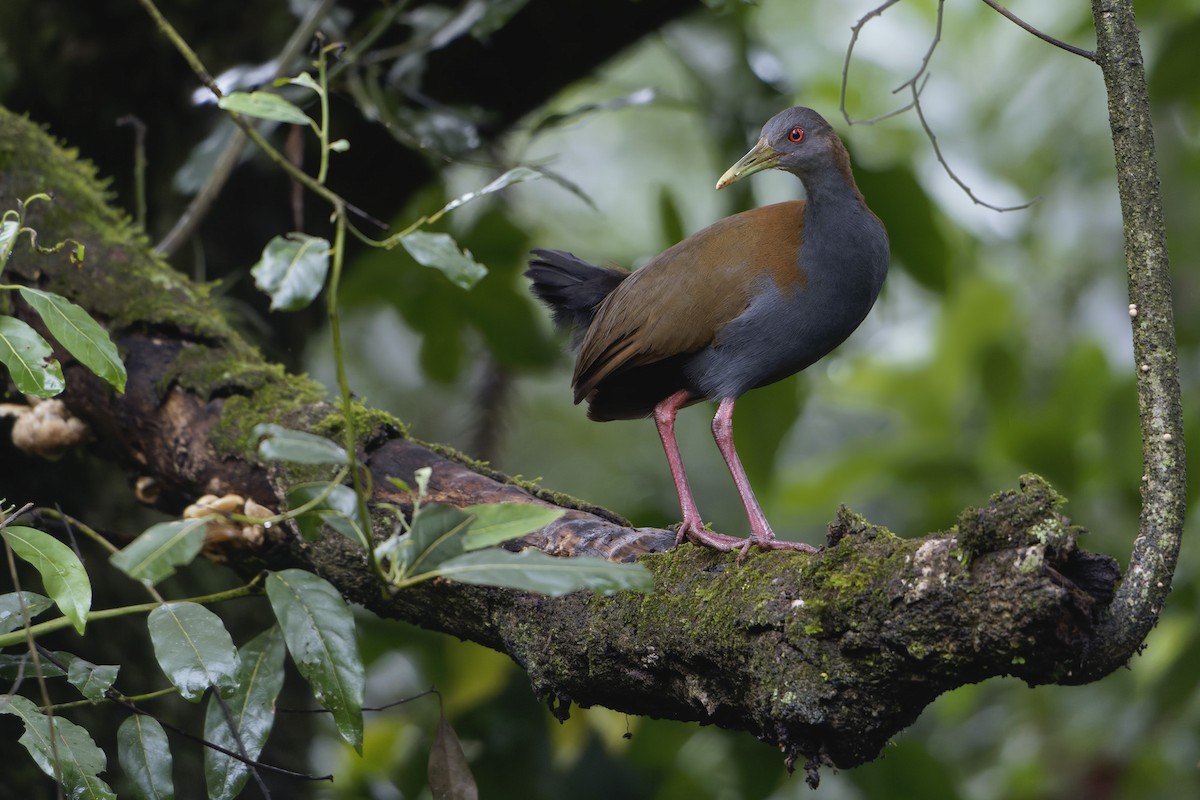 Slaty-breasted Wood-Rail - Martjan Lammertink