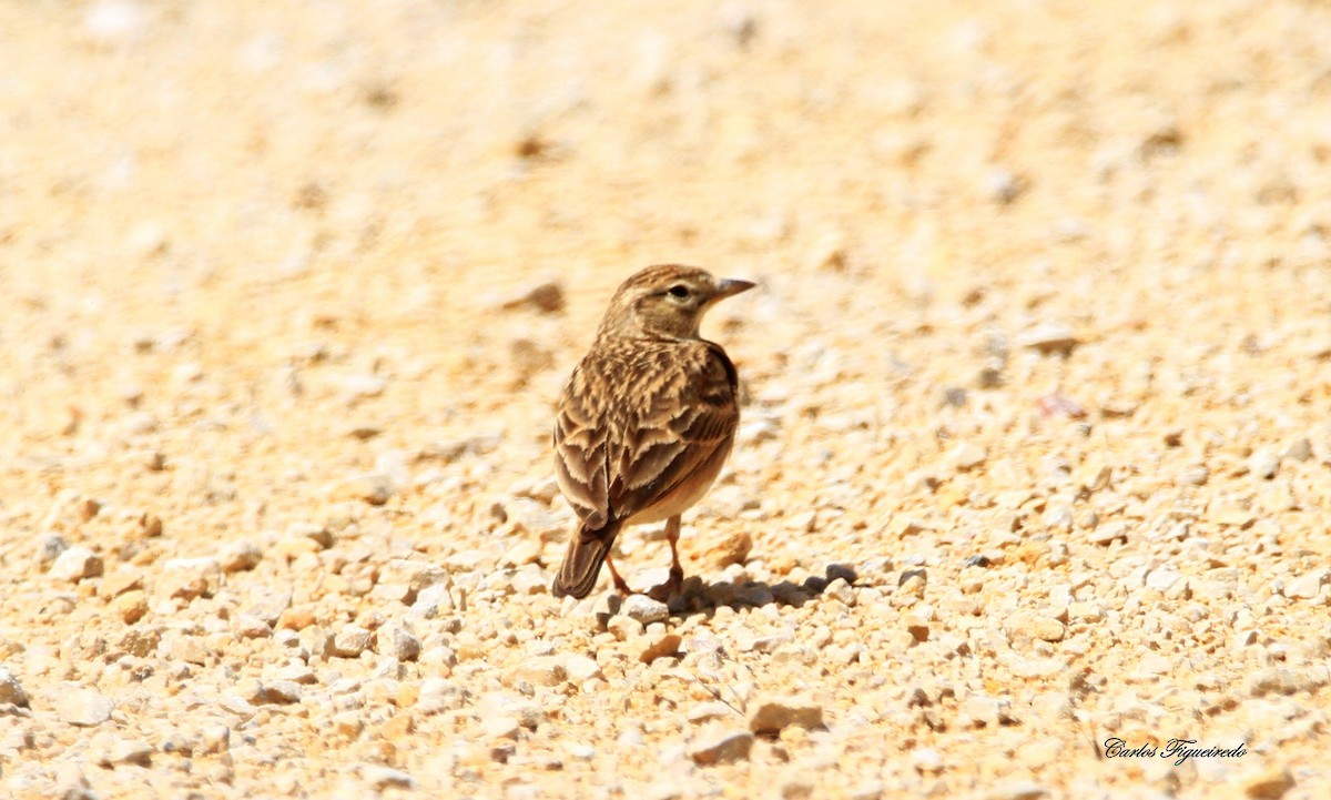 Greater Short-toed Lark - ML618391892