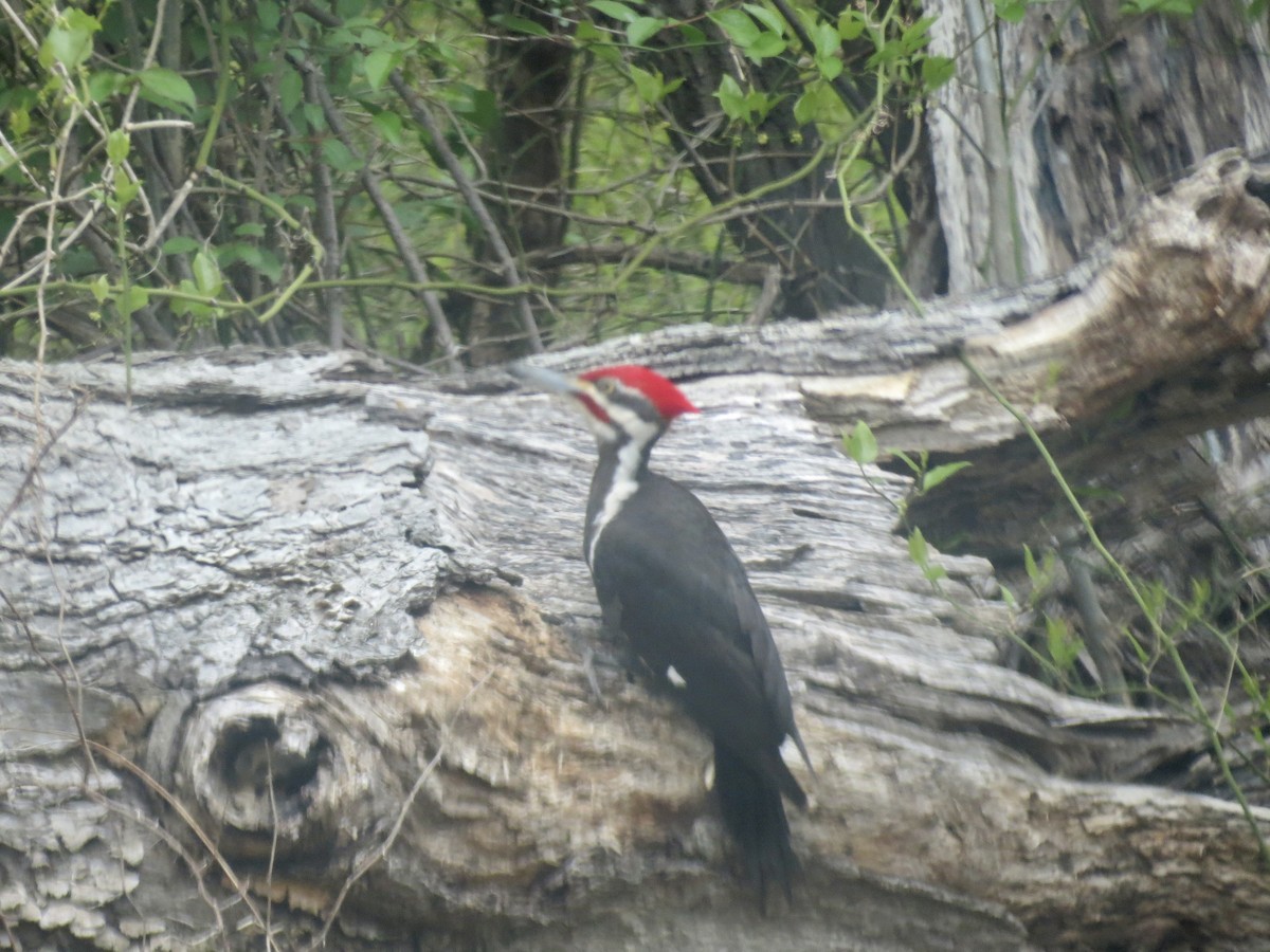Pileated Woodpecker - ML618391896