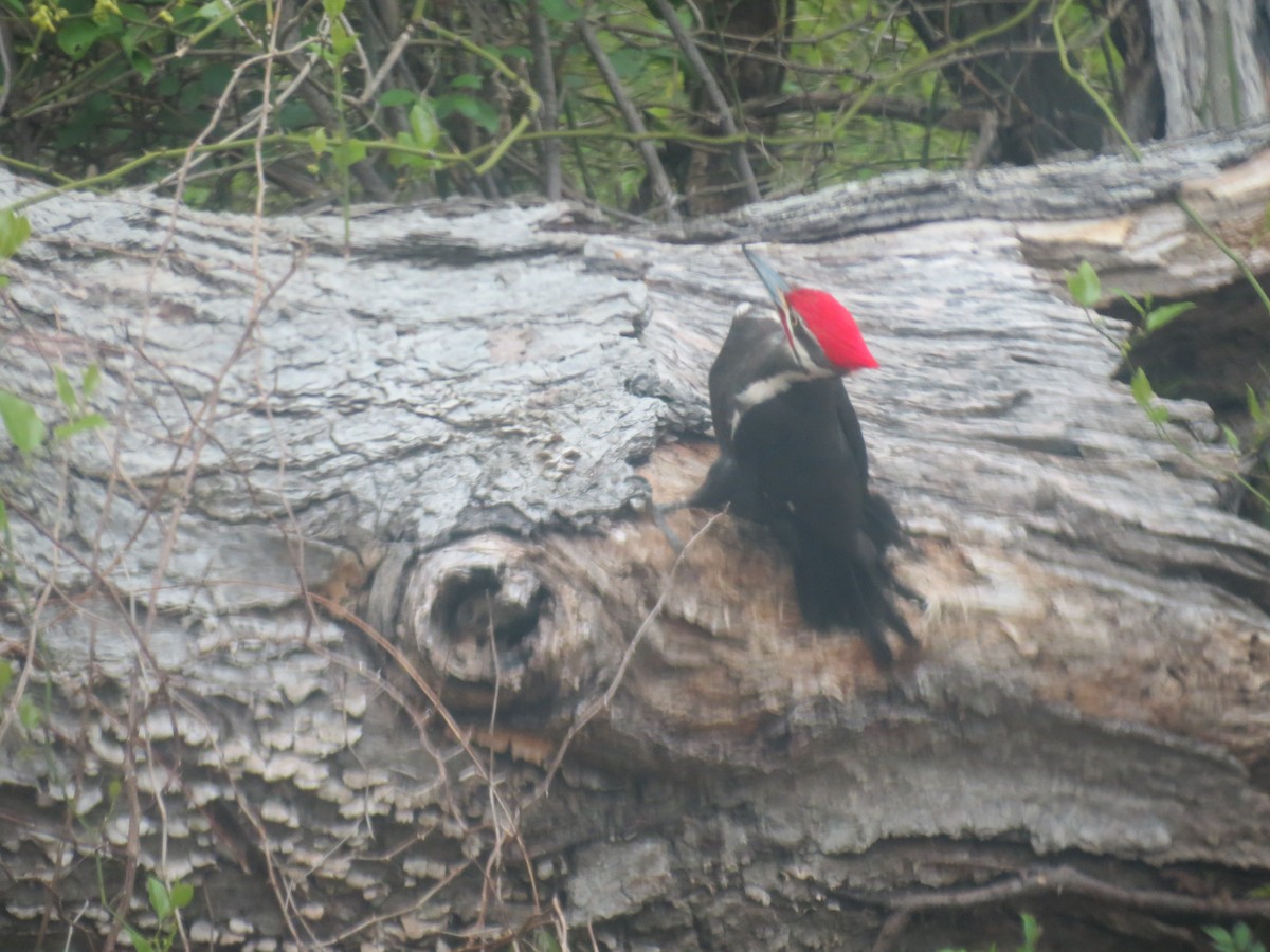 Pileated Woodpecker - ML618391897
