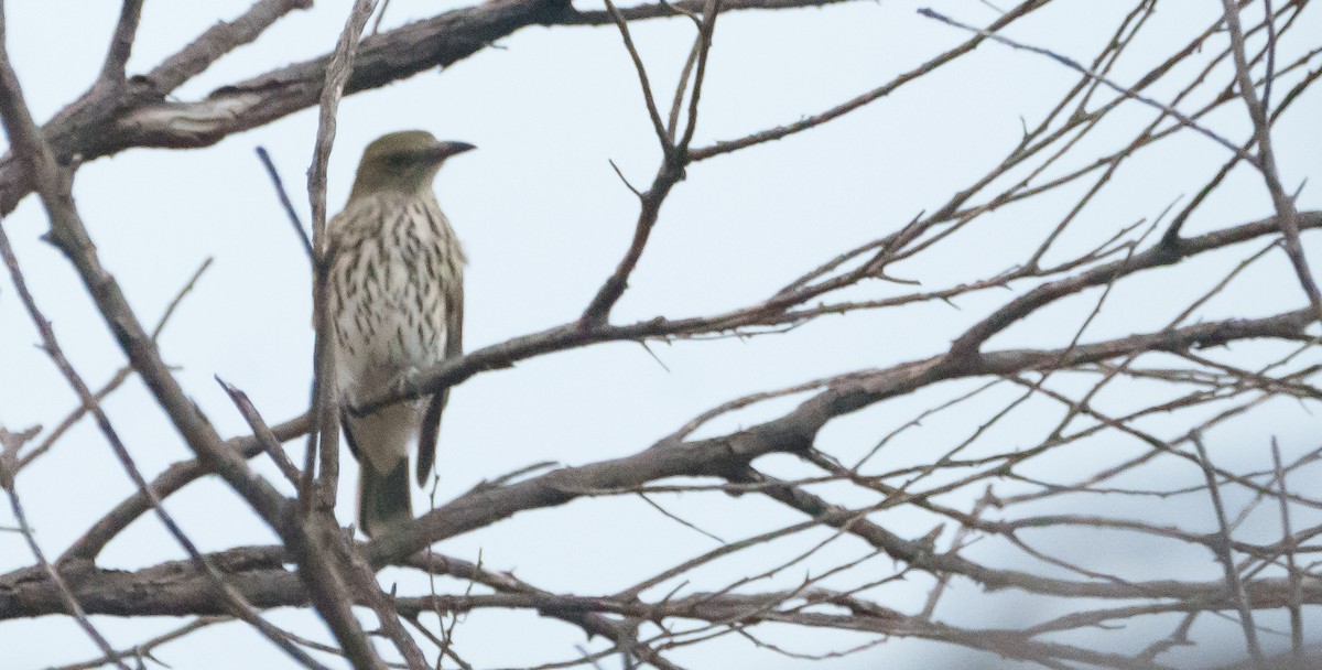 Olive-backed Oriole - ML618391922