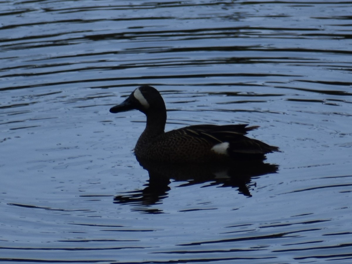 Blue-winged Teal - ML618391929