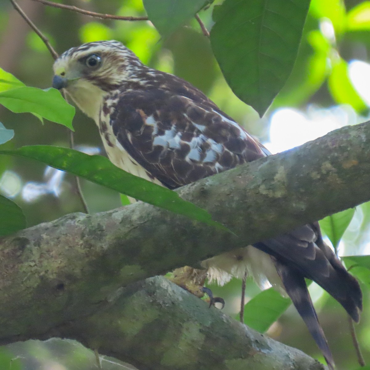 Gray-lined Hawk - ML618391938