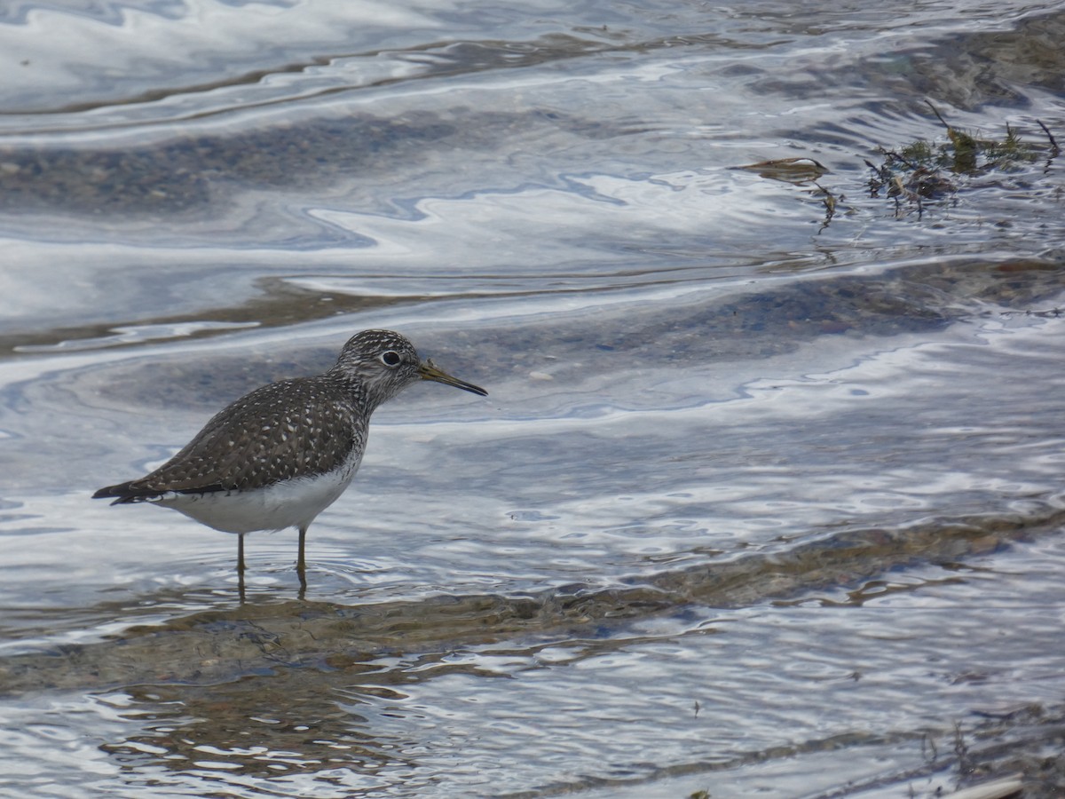 Solitary Sandpiper - Fatima Haltli