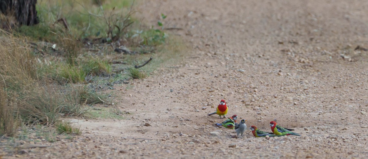 Eastern Rosella - Ben Milbourne