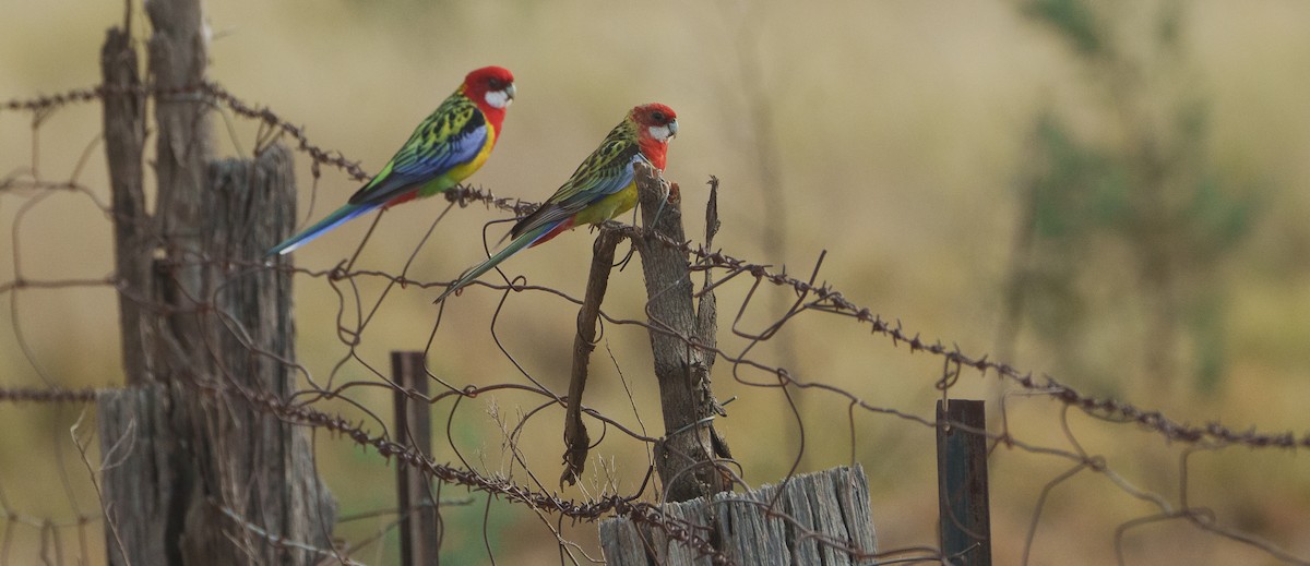 Eastern Rosella - ML618391947