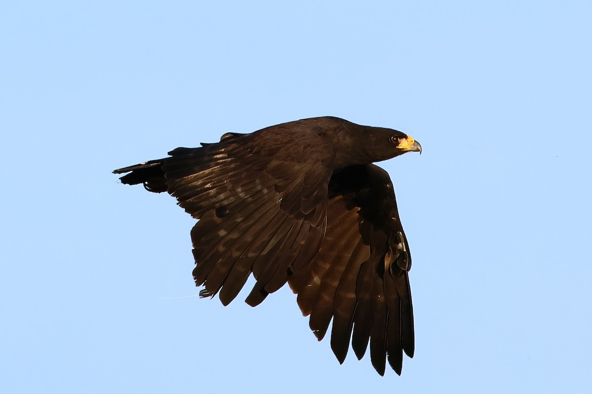 Great Black Hawk - Fabio Landmeier