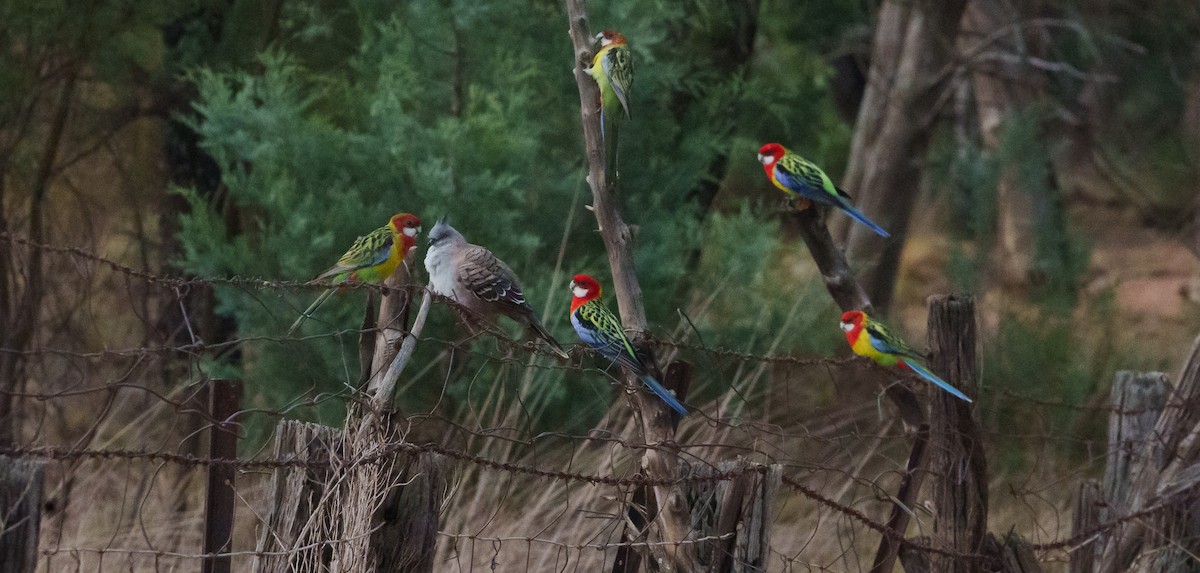 Eastern Rosella - ML618391950