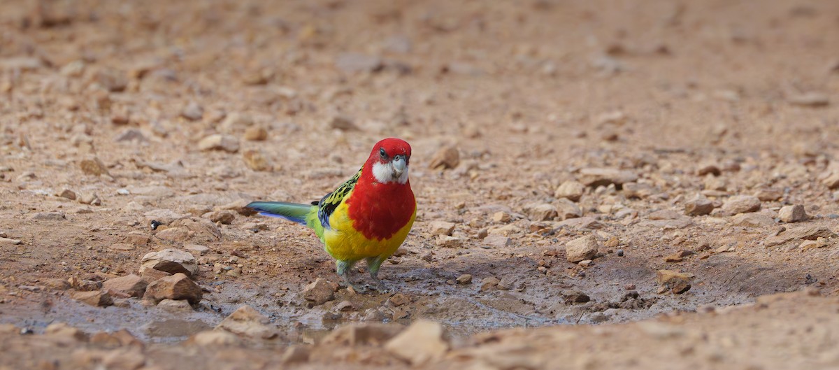 Eastern Rosella - ML618391953