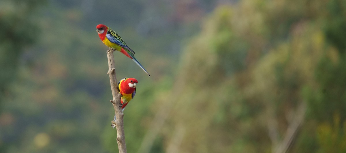 Eastern Rosella - ML618391954
