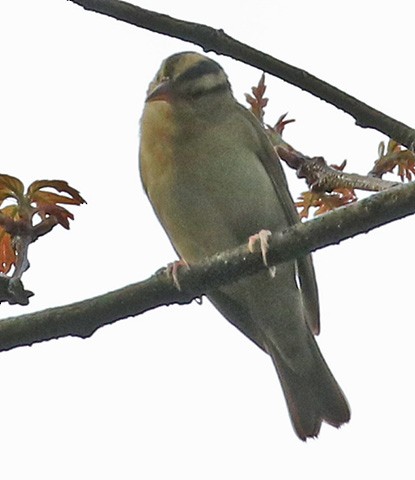 Worm-eating Warbler - John Cassady