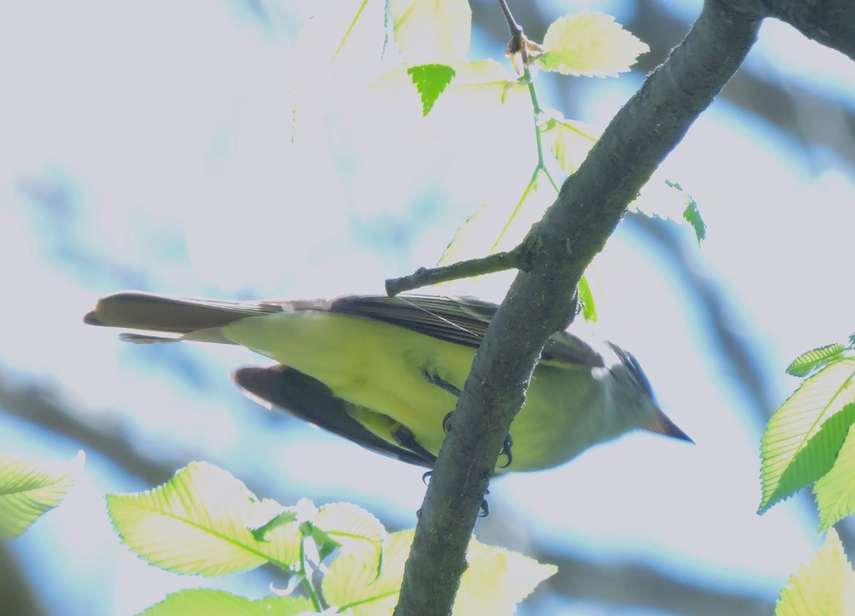 Great Crested Flycatcher - ML618391964