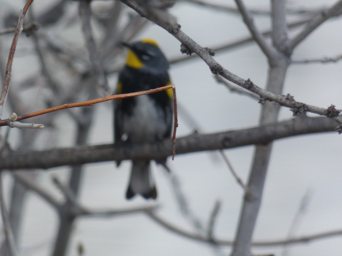 Yellow-rumped Warbler - ML618391989