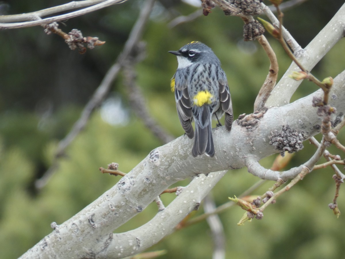 Yellow-rumped Warbler - ML618391991