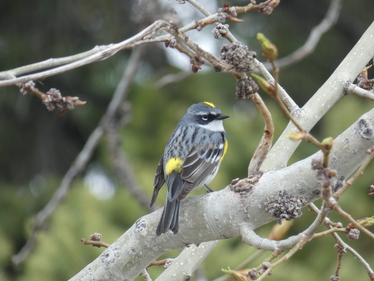 Yellow-rumped Warbler - ML618391993