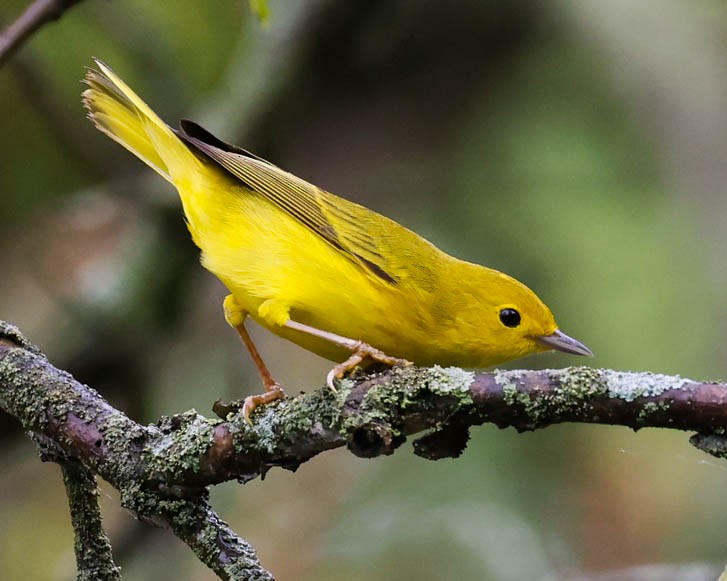 Yellow Warbler - John Cassady