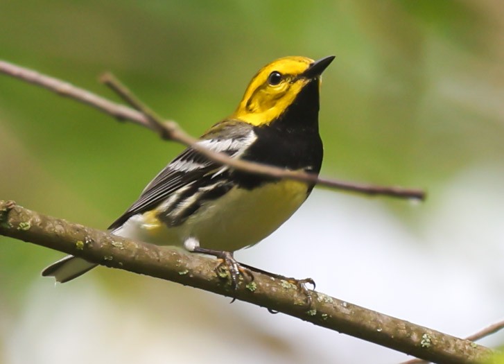 Black-throated Green Warbler - John Cassady