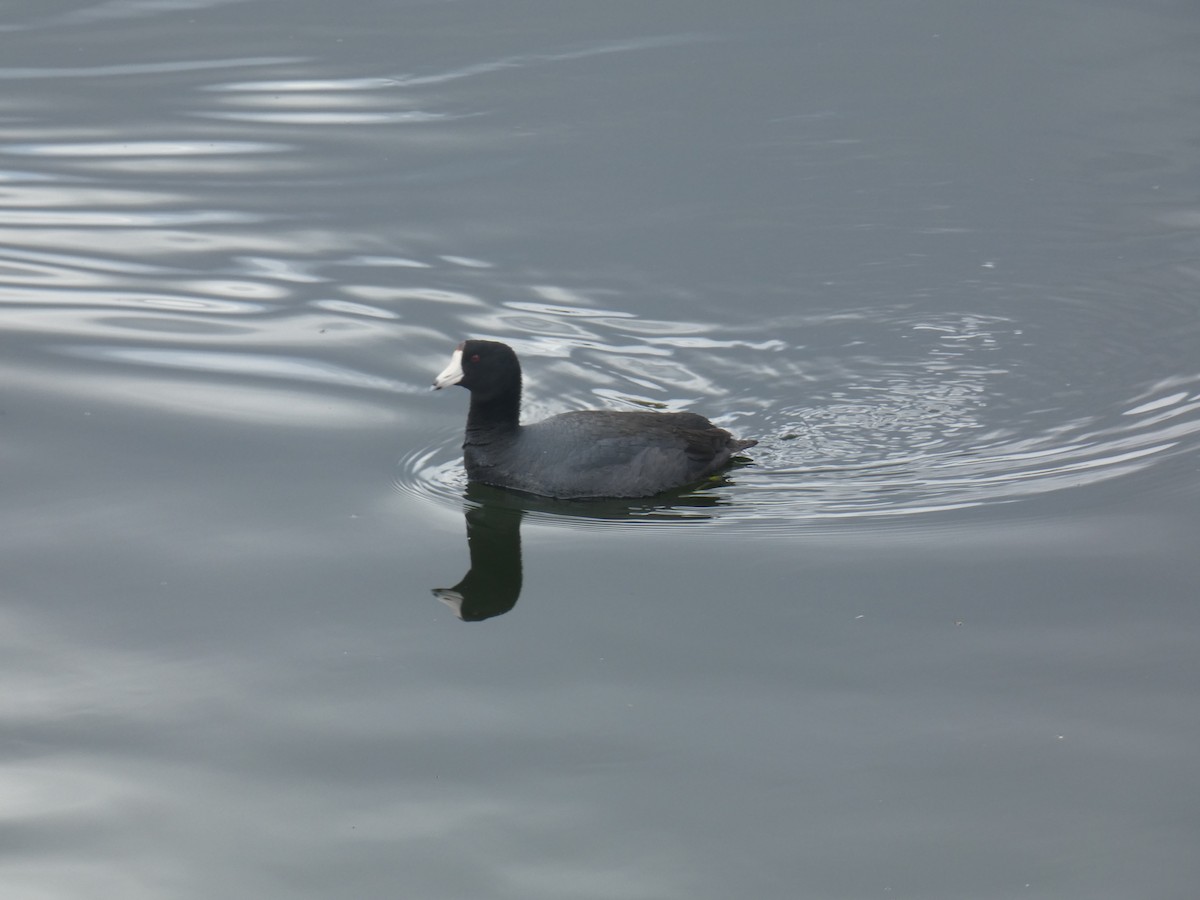 American Coot - ML618392031