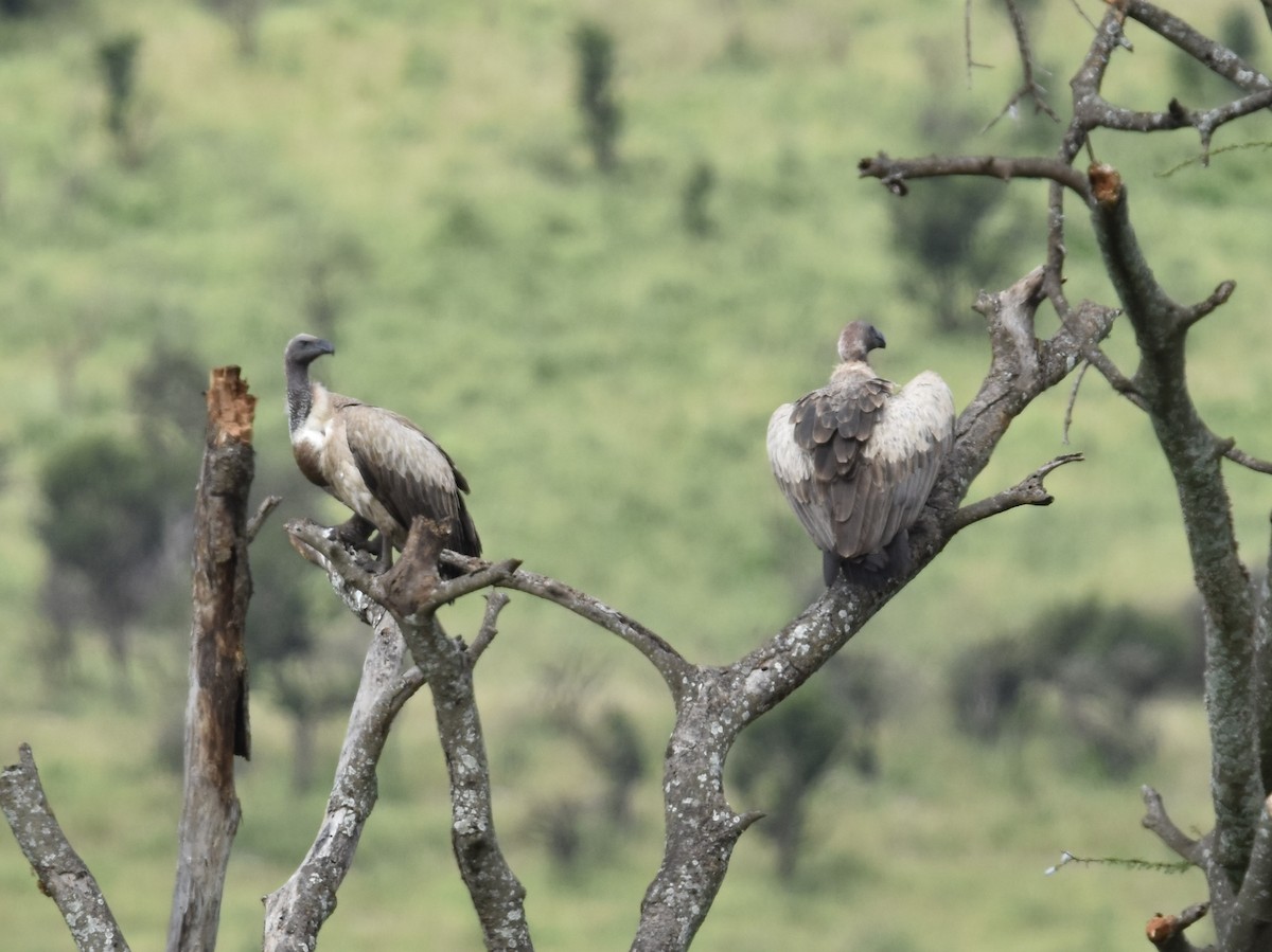 White-backed Vulture - ML618392032