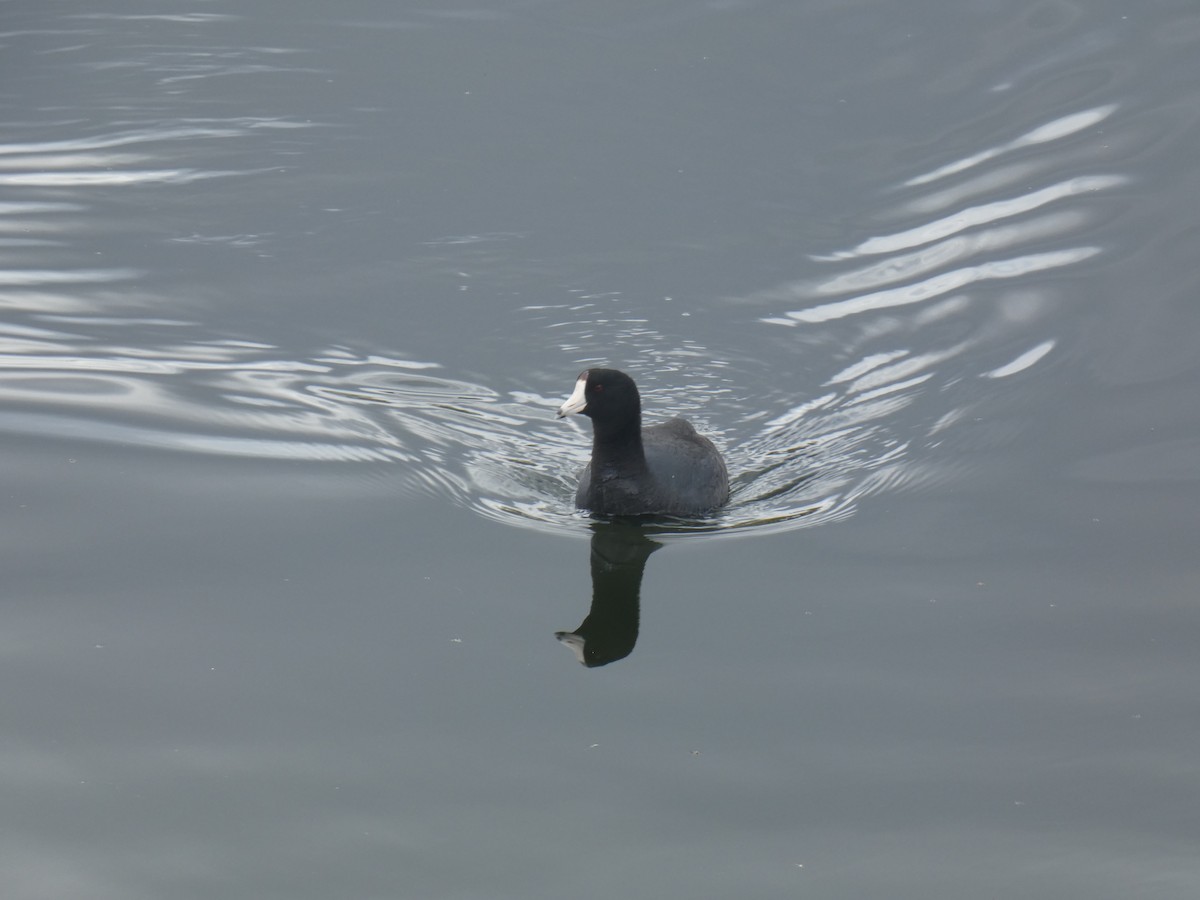 American Coot - ML618392033