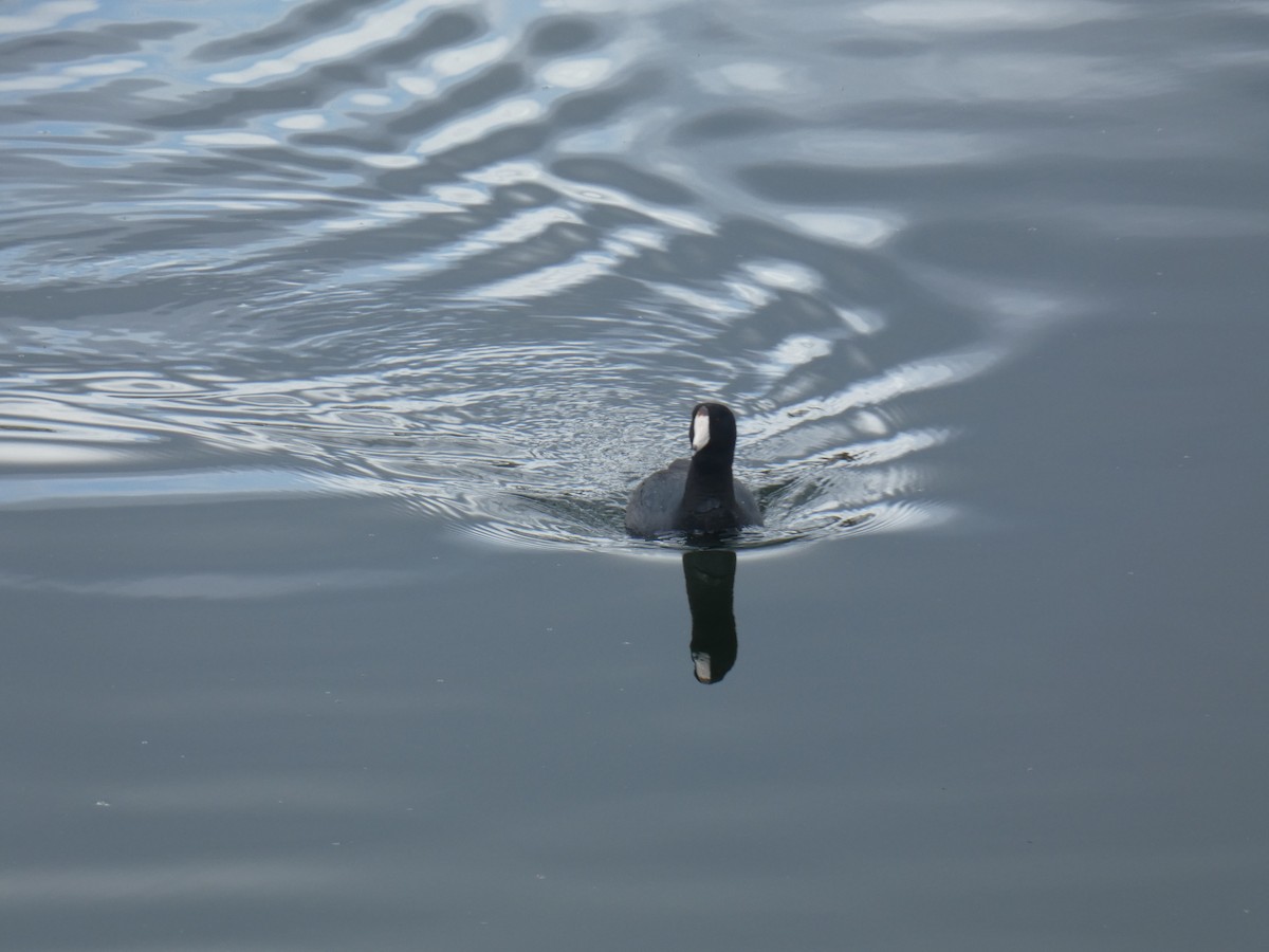 American Coot - ML618392034
