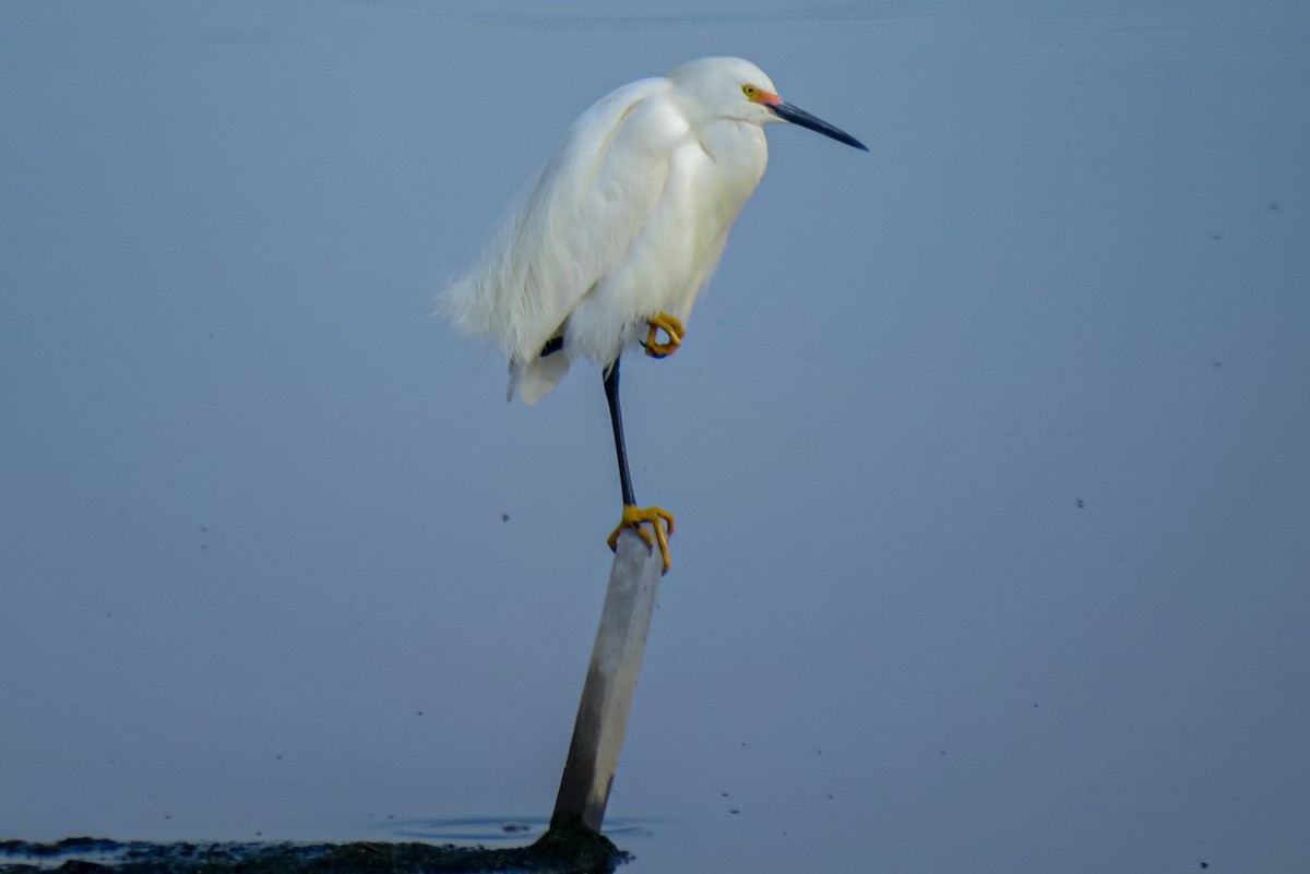 Snowy Egret - Kurt Gaskill