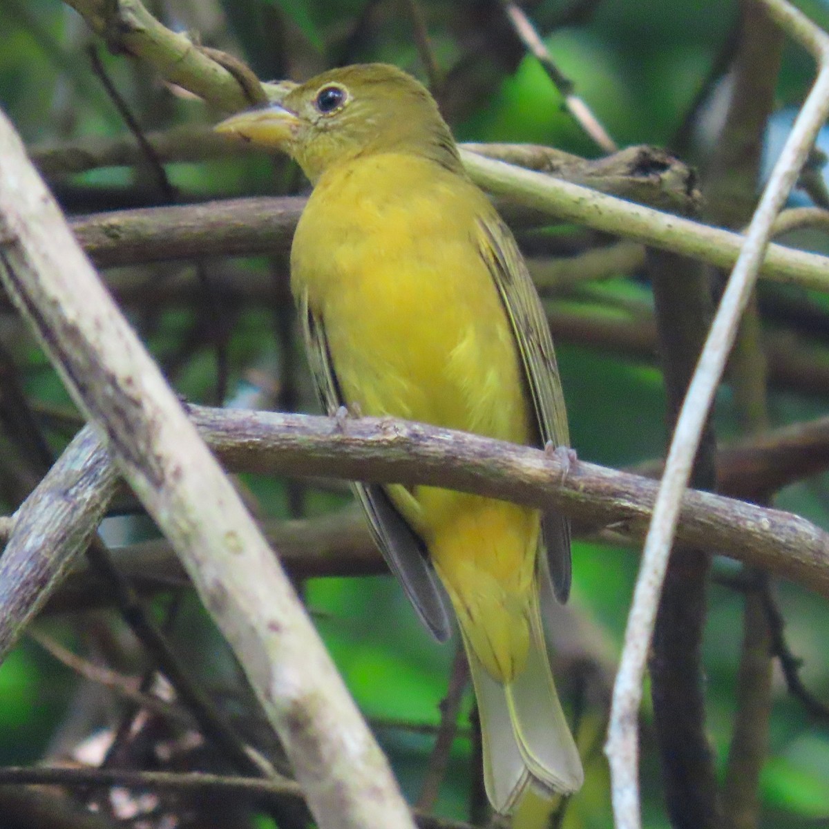 Summer Tanager - ML618392049