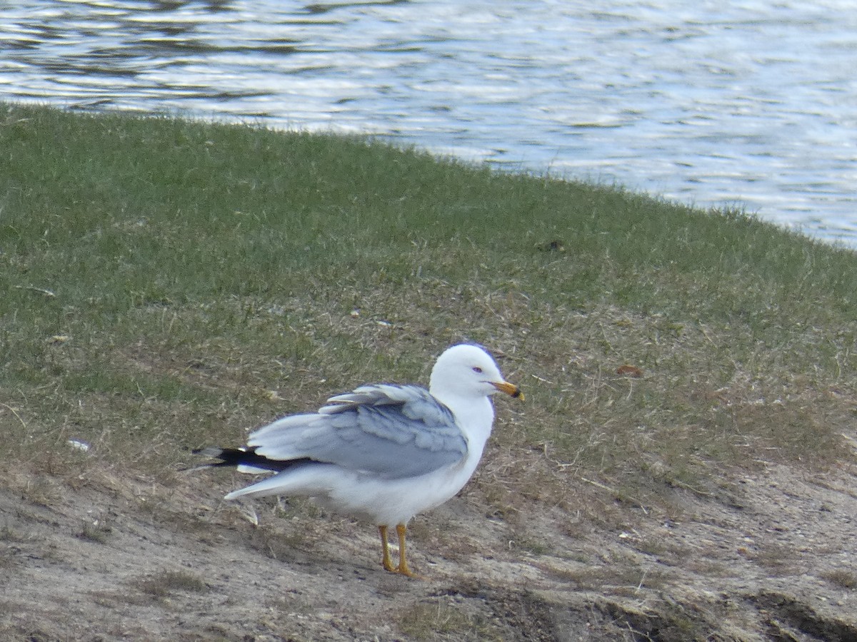 racek kroužkozobý - ML618392074