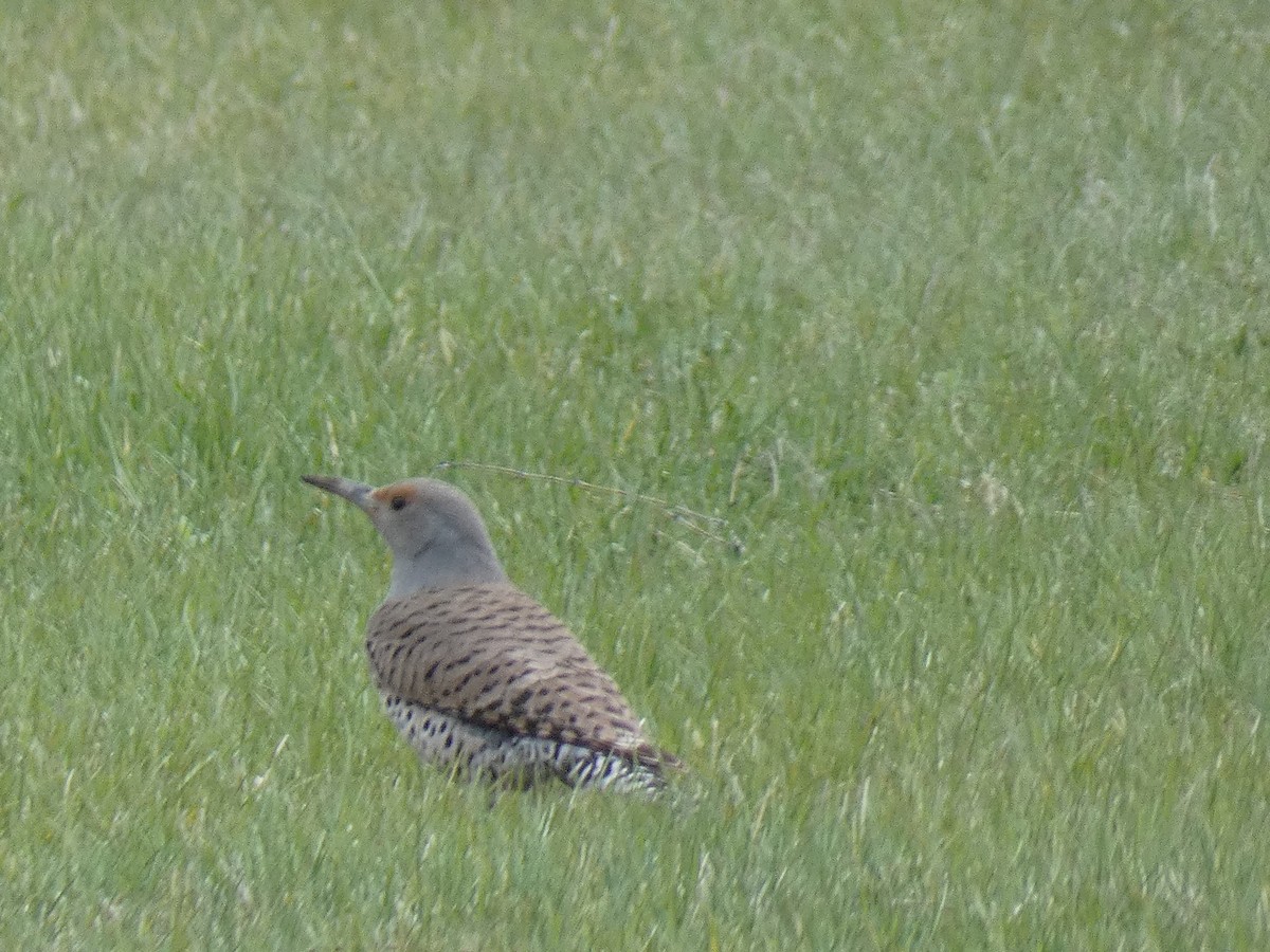 Northern Flicker - ML618392082