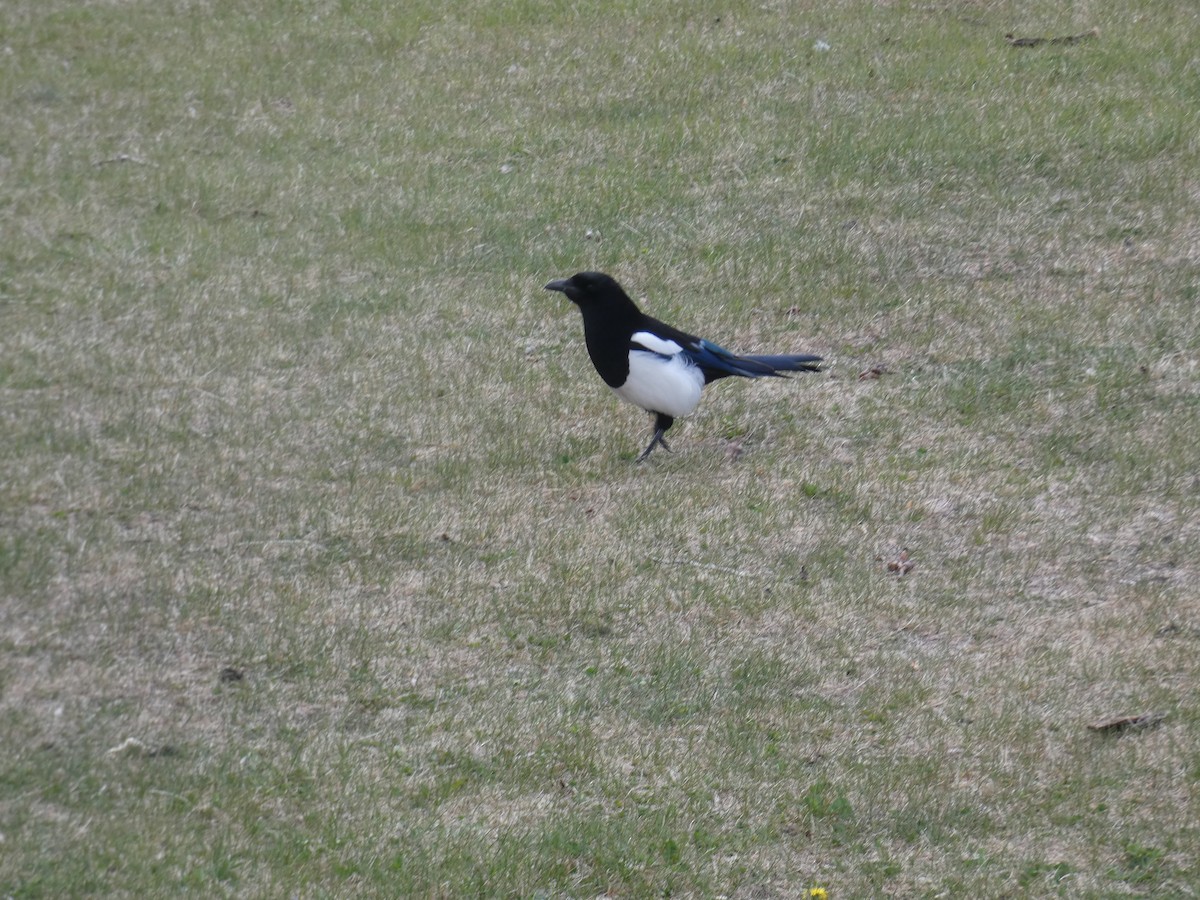 Black-billed Magpie - Fatima Haltli