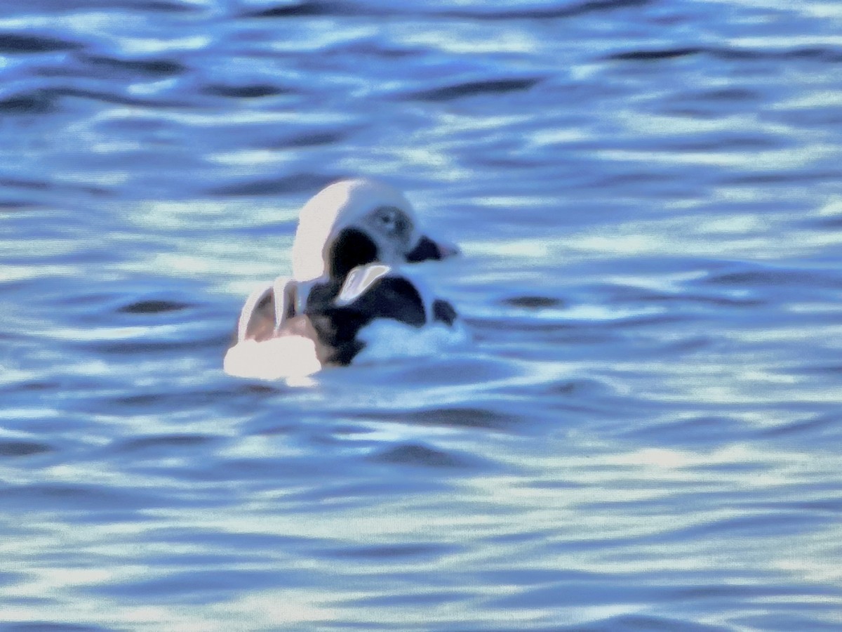 Long-tailed Duck - Anonymous