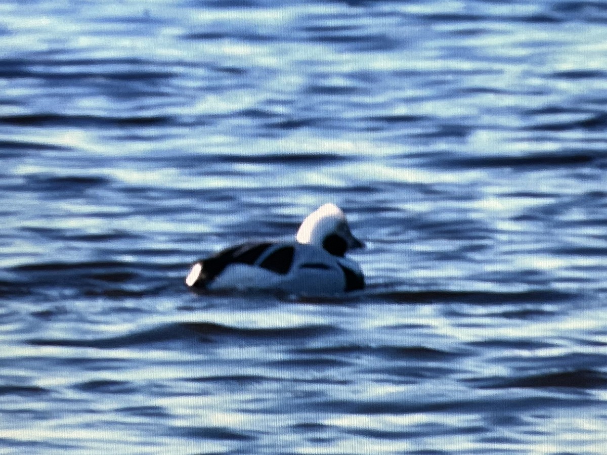 Long-tailed Duck - ML618392110