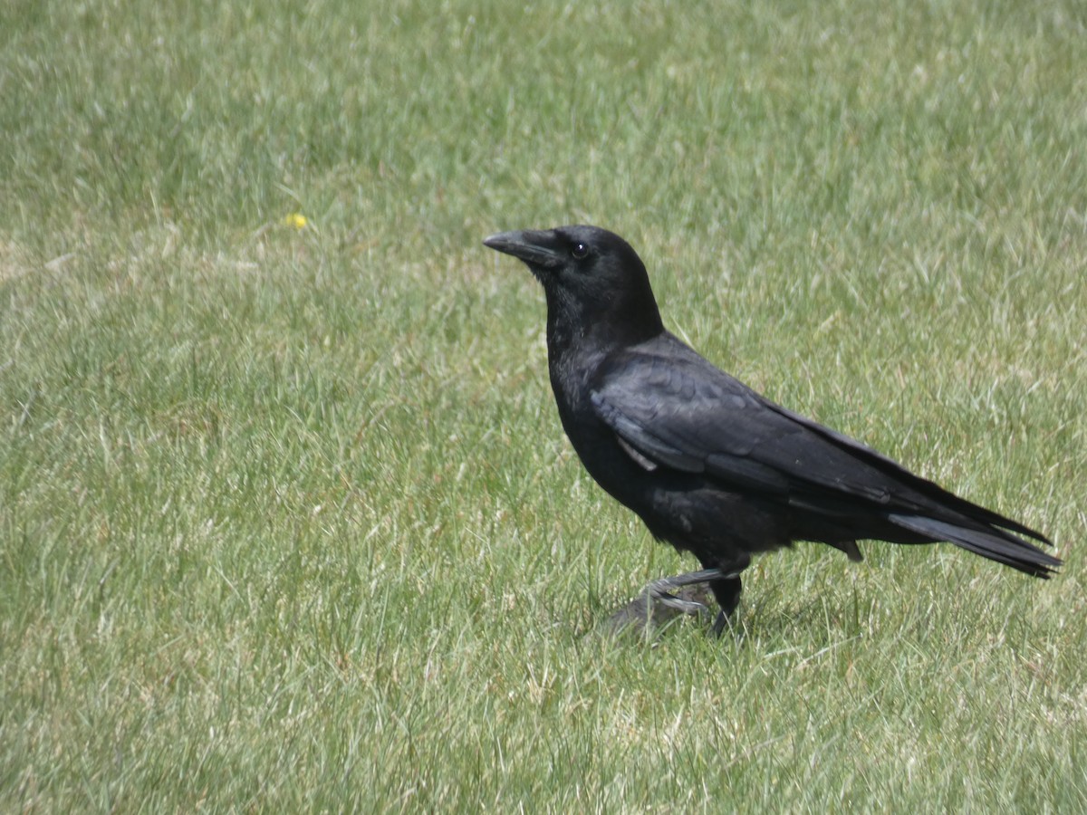 American Crow - ML618392111