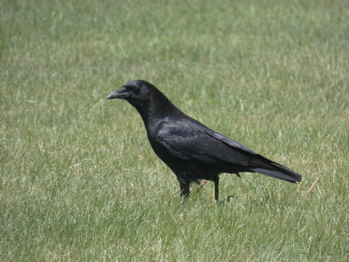 vrána americká - ML618392112