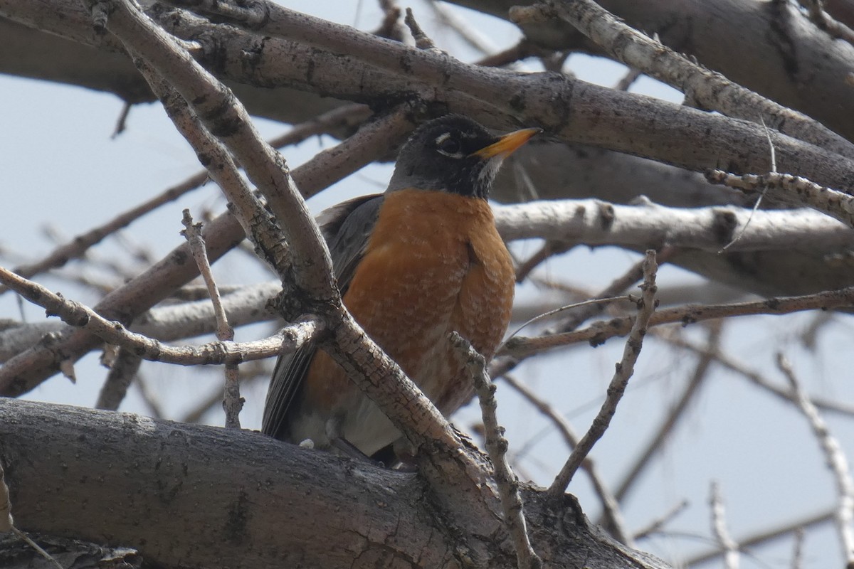 American Robin - Fatima Haltli