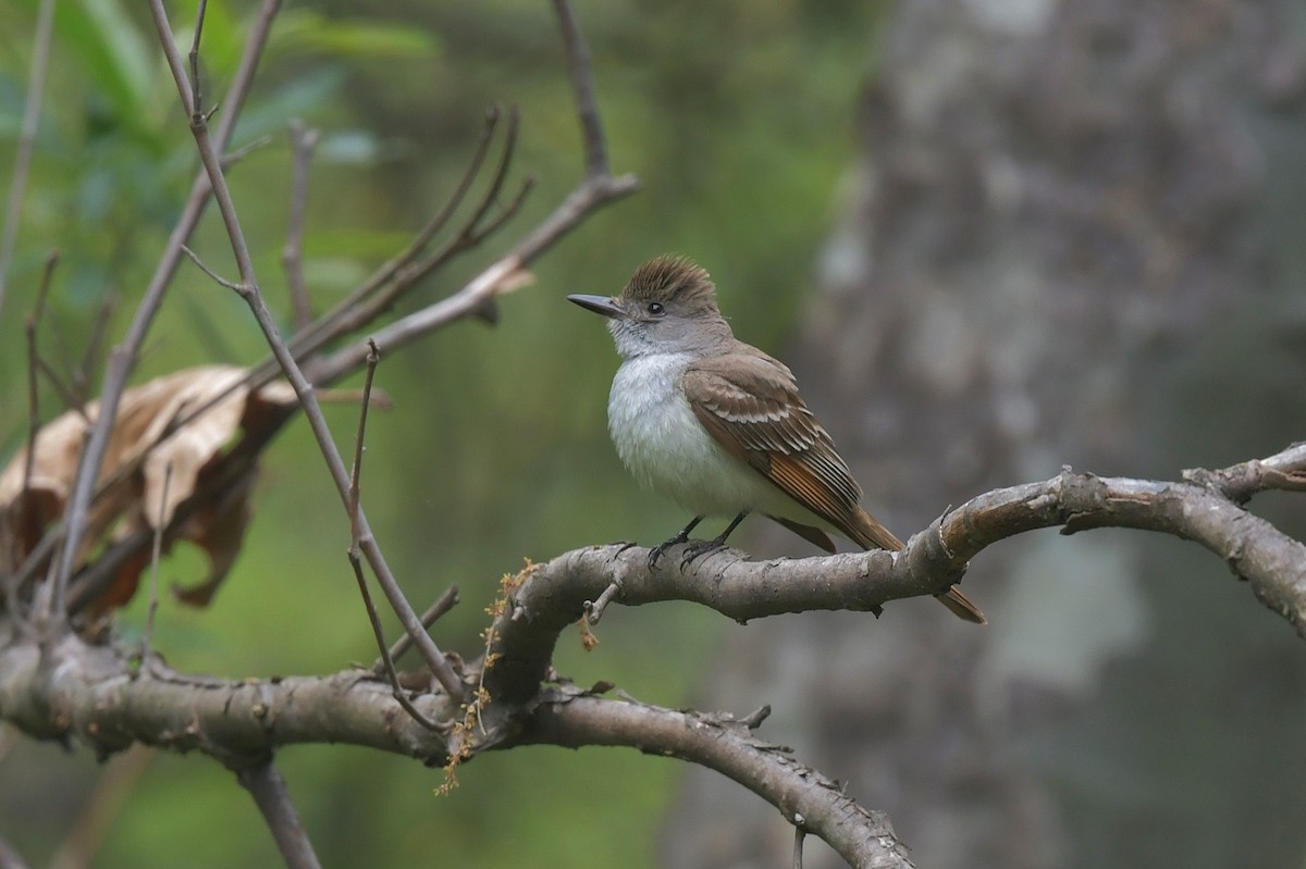 Ash-throated Flycatcher - Gary Charlton